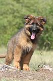 BERGER ALLEMAND 158